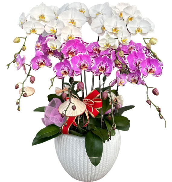 Potted Orchid Elegance Gift For Mom Vietnam
