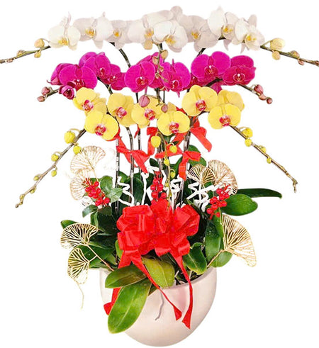 Potted Orchid Fantasy for Mom Vietnam