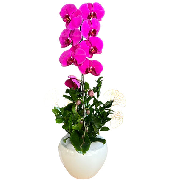 Potted Orchid For Mother's Day Vietnam