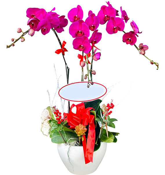 Potted Orchid Hug for Mom Vietnam