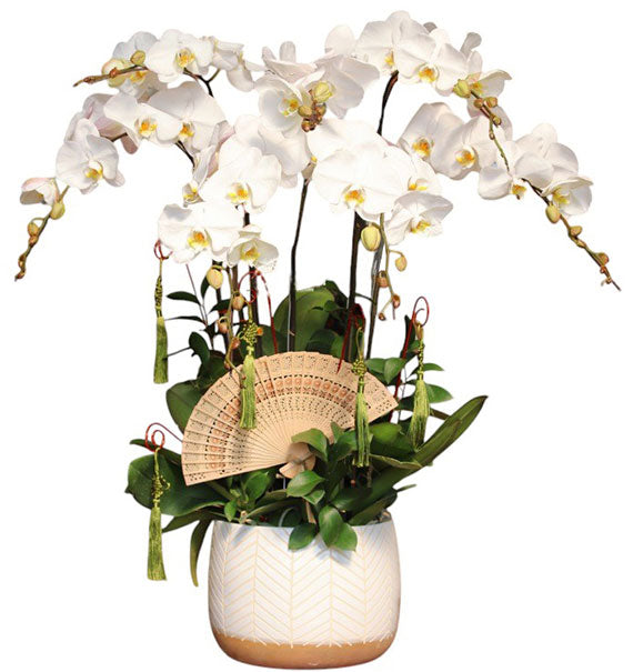 Potted Orchids For Mom 03