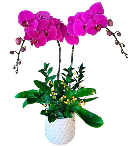 Potted Orchids For Mom 13