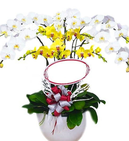 Potted Orchids For Mom 18
