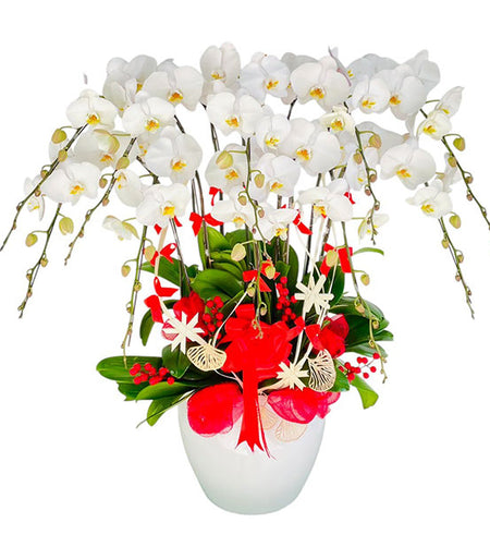 Potted Orchids For Mom 22