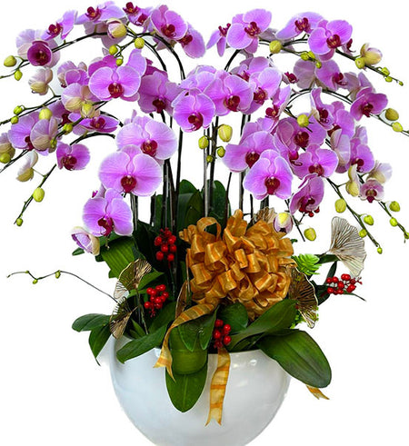 Potted Orchids For Mom 23