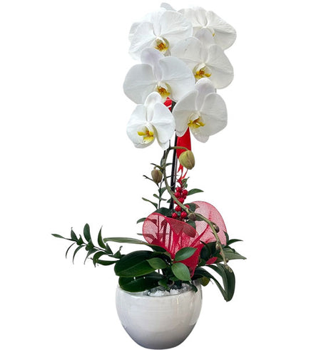 Potted Orchids For Mom Vietnam