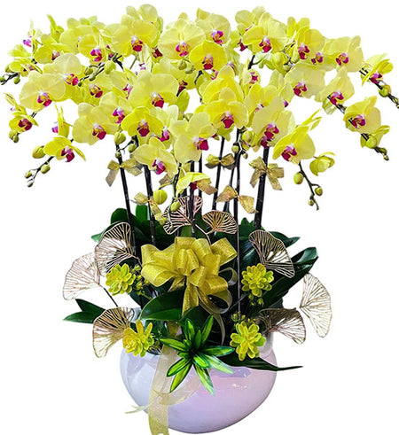 Premium Phalaenopsis Orchid Vietnamese Flowers