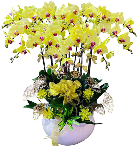Premium Phalaenopsis Orchid Vietnamese Flowers