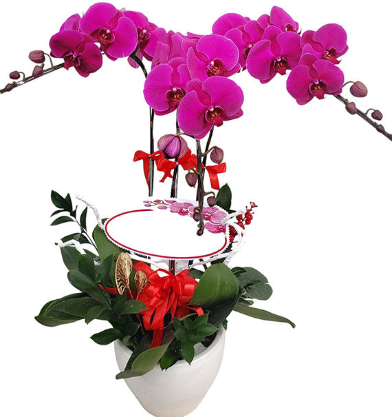 Prosperity Orchid Plant Vietnamese Flowers