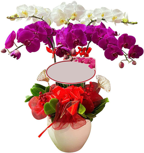 Pure Beauty Orchid Pot Vietnamese Flowers