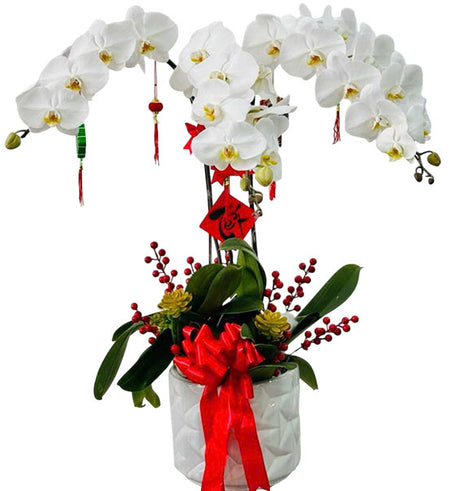Pure White Orchid Pot Vietnamese Flowers