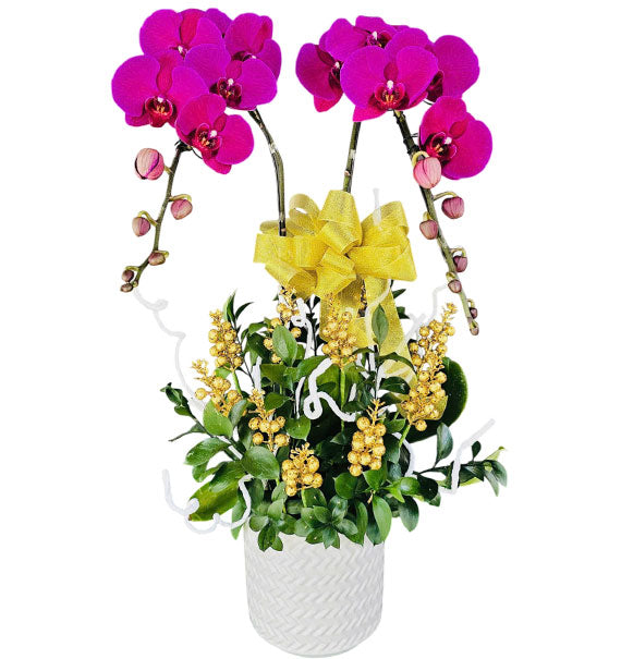 Purple Orchid Bliss For Mom Vietnam