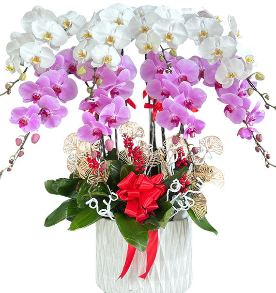 Royal Orchid Bloom Pot Vietnamese Flowers