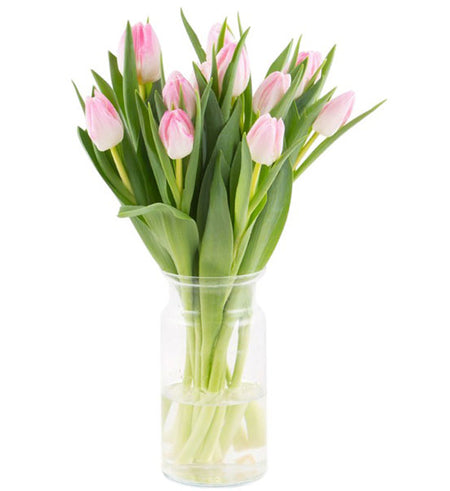 Spring Tulip Vase Vietnam