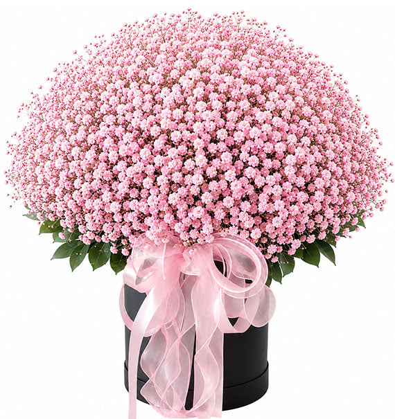 Sweet Gypsophila Basket Vietnam