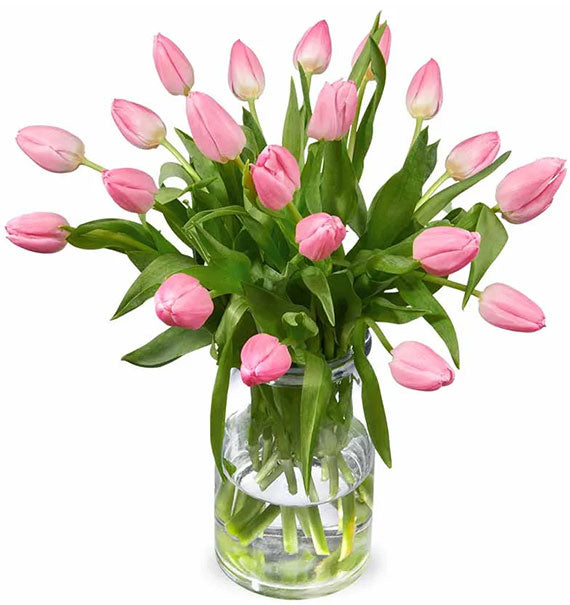 Sweet Tulip Flowers Vietnam