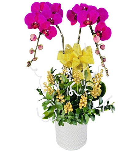 Timeless Orchid Elegance Vietnamese Flowers