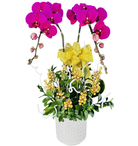 Timeless Orchid Elegance Vietnamese Flowers