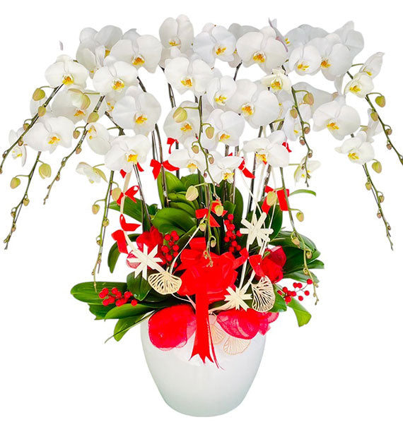Timeless White Orchid Potted Vietnamese Flowers