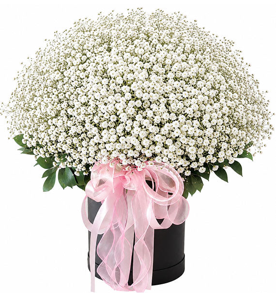 White Cloud Flowers Vietnam