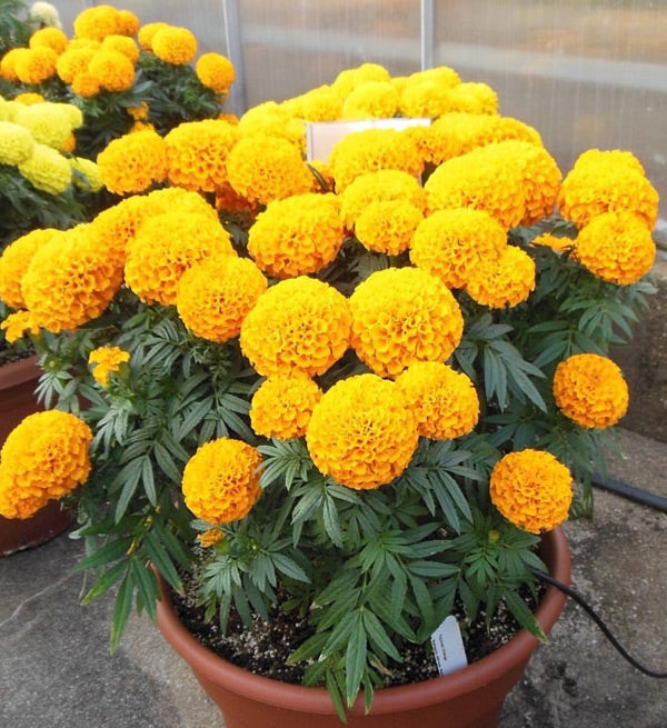 2 Pots of Marigold Flowers - Vietnamese Flowers