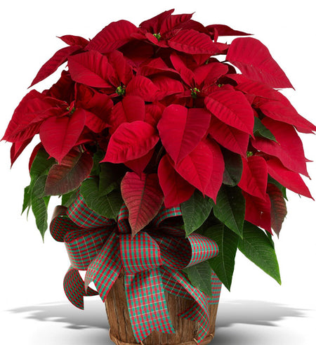 2 Pots Of Red Poinsettia - Vietnamese Flowers