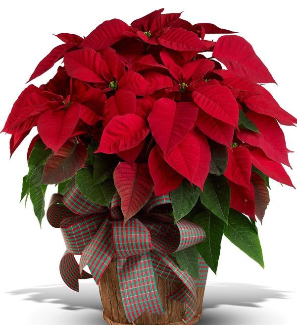 2 Pots Of Red Poinsettia - Vietnamese Flowers