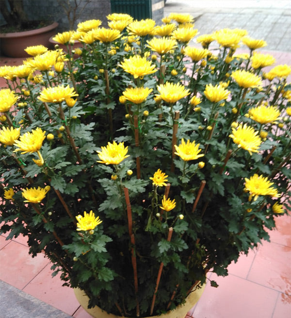 2 Pots Of Yellow Chrysanthemum - Vietnamese Flowers