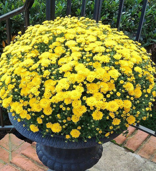 2 Pots Of Yellow Mum Chrysanthemum - Vietnamese Flowers