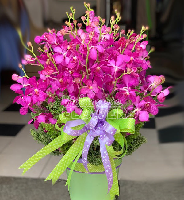 Orchids Flowers Vietnam - Vietnamese Flowers