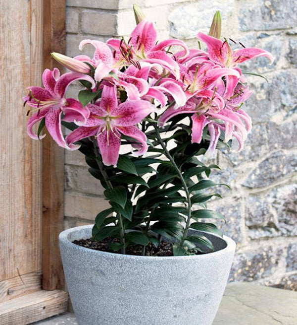 lily flower in vietnamese A Pot Of Pink Lilies