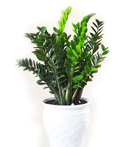 Aroid Palm - Vietnamese Flowers