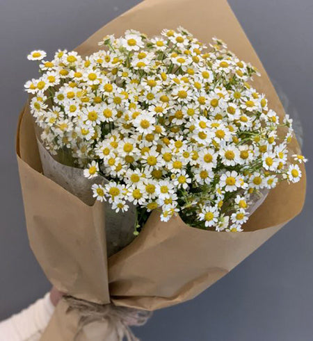 Daisy Flower Vietnam - Vietnamese Flowers