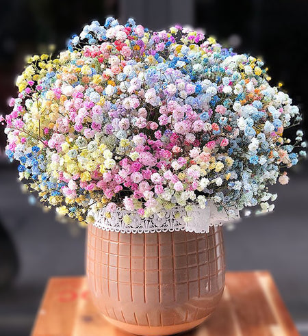 Gypsophila Baby's Breath - Vietnamese Flowers