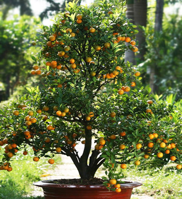 Kumquat Tree 1,4m – Vietnamese Flowers
