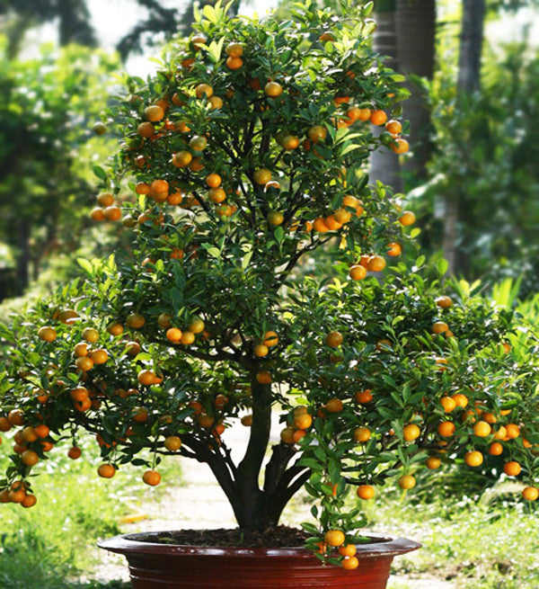 Kumquat Tree 1,4m - Vietnamese Flowers