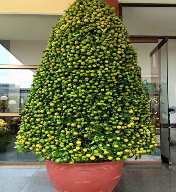 Kumquat Tree 1m - Vietnamese Flowers