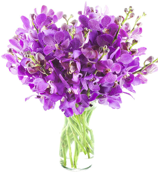 Mokara Orchid 25 - Vietnamese Flowers