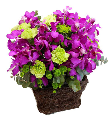 Mokara Orchid 40 - Vietnamese Flowers