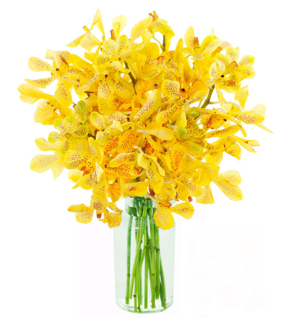 Mokara Orchid 65 - Vietnamese Flowers