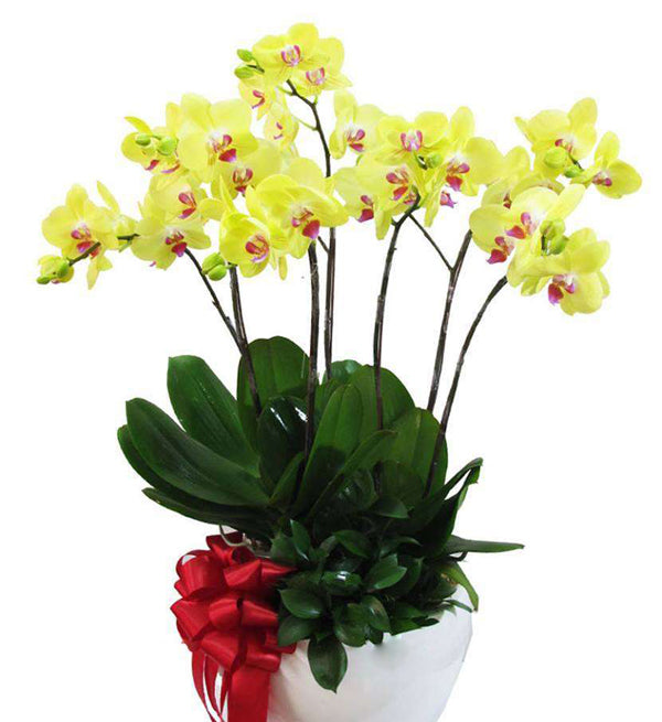 Potted Moth Orchid 100 - Vietnamese Flowers