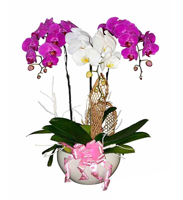 Potted Moth Orchid 40 - Vietnamese Flowers