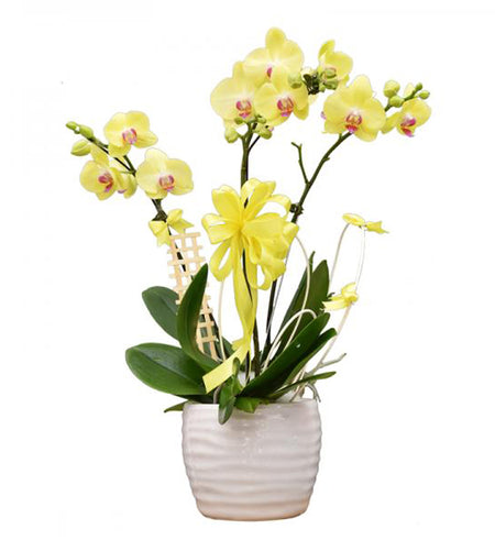 Potted Moth Orchid 50 - Vietnamese Flowers
