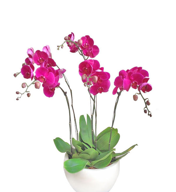 Potted Moth Orchid 60 - Vietnamese Flowers