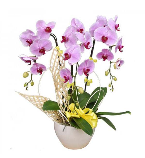 Potted Moth Orchid 65 - Vietnamese Flowers