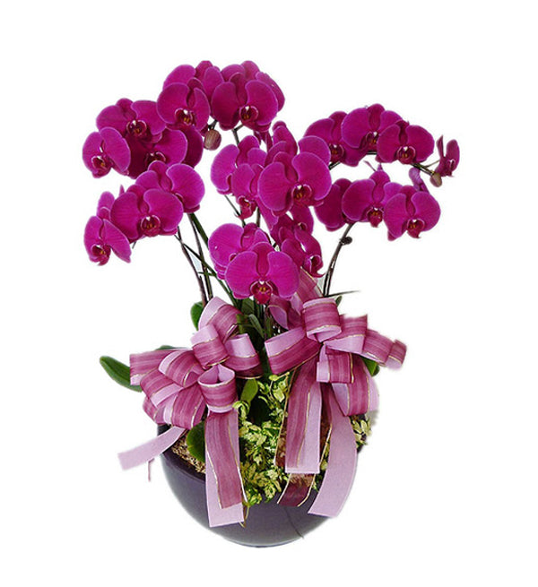Potted Moth Orchid 70 - Vietnamese Flowers