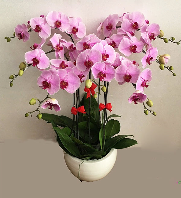 Potted Moth Orchid 90 - Vietnamese Flowers