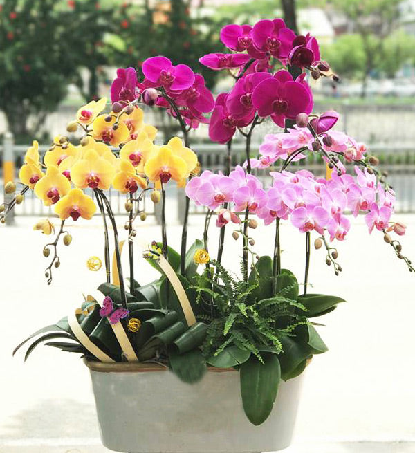 Potted Orchid Vietnam - Vietnamese Flowers