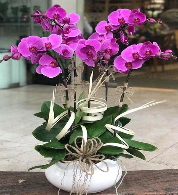 Potted Orchid Vietnamese - Vietnamese Flowers