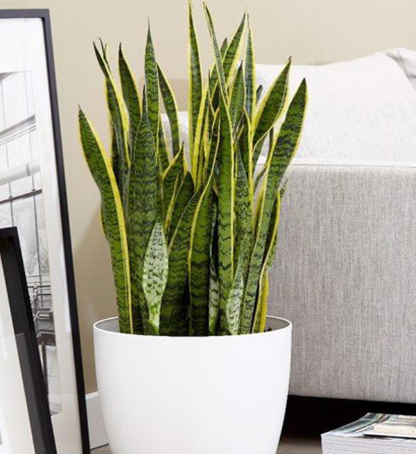 sansevieria tree Sansevieria Hyacinthoides Tree – Vietnamese Flowers